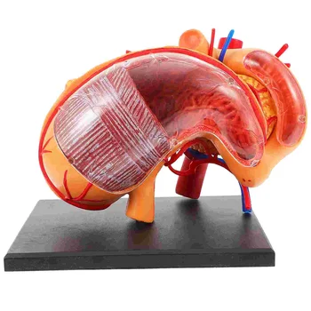 Organ Anatomija Model Razredu Učno Pomoč Predstavitvene Opreme Sestavil Biološki Plastičnih Želodec Anatomski Malčka