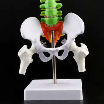 G5AA 45 cm Izmenljive Človeške Hrbtenice Model Hrbtenice Ledvenih Vretenc Krivulja Anatomski učni pripomoček