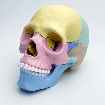 17 Deli 4D Anatomija Moodel Življenje-velika Barvna Človeške Anatomije Glavo Lobanje Igrača Skupščini Ustno Poučevanje Zdravstvene Skelet Modela