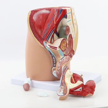 Moški Sagittal Anatomija Medenice Model Moški Reproduktivni Organ Sistem Anatomski Model Medicinske Poučevanje, Potrebščine