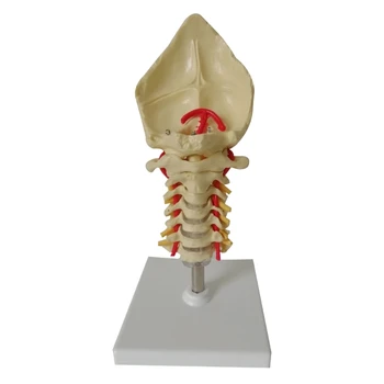 Življenje Velikost Človekovih Anatomski Model Vratnega Vretenca Model Vratne Hrbtenice z vratna Arterija Temenske Kosti Disk Živčnih Model