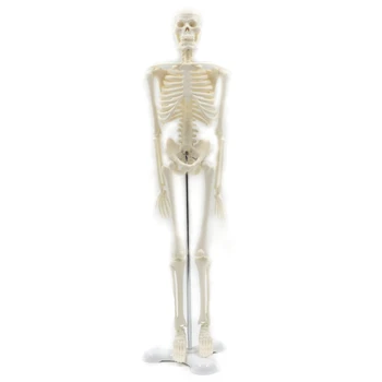 45 CM Človeških Anatomskih Anatomija Skelet Modela Plakatov Naučijo Pomoči, Anatomijo Človeške Skeletne Model