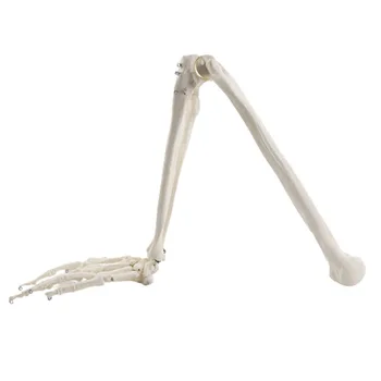 Odraslega človeka Zgornji Del Kosti Roko in Polmer Strani Kosti Anatomija Model Medicinske Znanosti Dobavo v Razredu Poučevanje