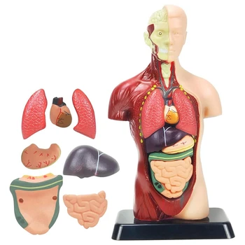 Človeško Telo Model Za Otroke Večbarvne Plastične Človeškega Trupa Anatomija Model Igrače 8 Kos Izmenljive Anatomija Lutka S Srcem & Organov