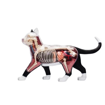 2X Živali Organ Anatomija Model 4D Mačka Inteligence Zbiranje Igrač za Poučevanje Anatomije Model DIY poljudnoznanstvene Aparati